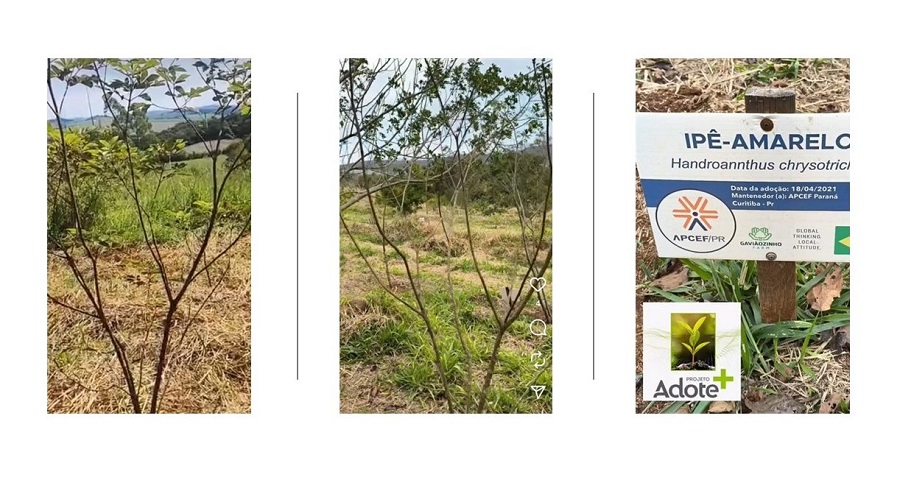 Projeto_AdoteMais.25.2.1.jpg