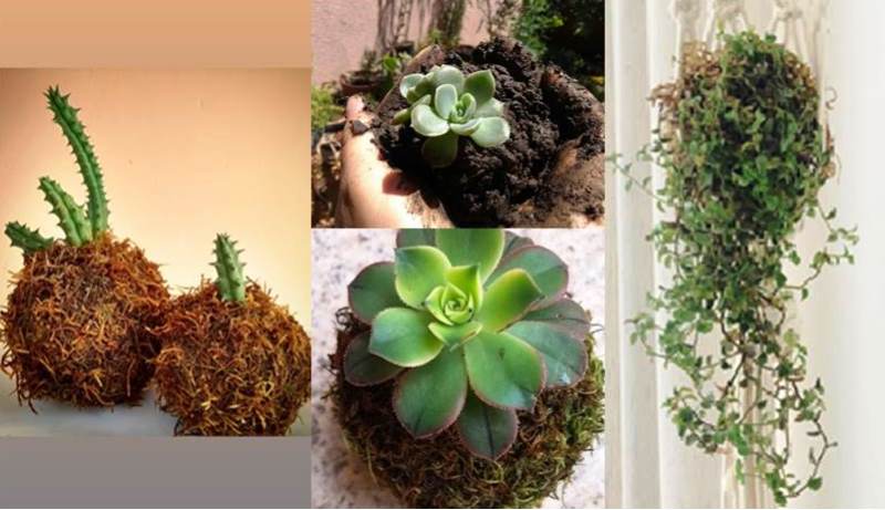 kokedama_Geral.2.jpg