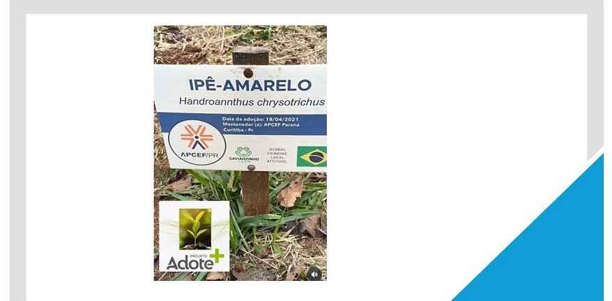 AdoteMais_crescearvore.25.1.2.jpg