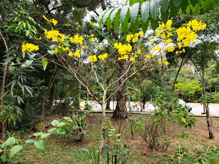 Ipe_amarelo.jpg